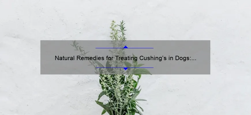 Natural Remedies For Treating Cushing s In Dogs A Comprehensive Guide 