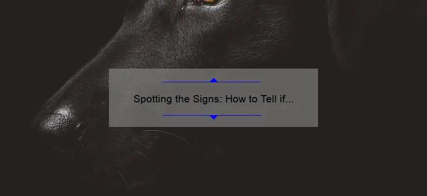 spotting-the-signs-how-to-tell-if-your-dog-has-heartworms